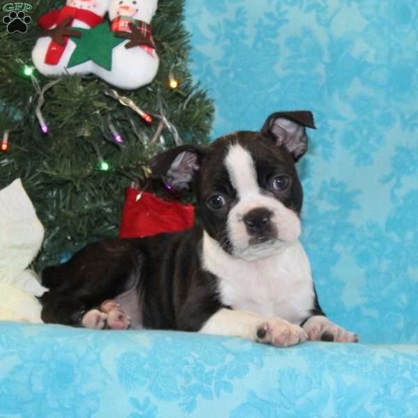 Hummingbird, Boston Terrier Puppy